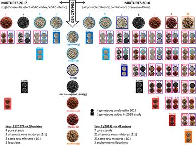 Enhancing In-crop Diversity in Common Bean by Planting Cultivar Mixtures and Its Effect on Productivity